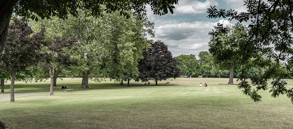 A broad view of a park scene showing a well-maintained grassy area with several mature trees of varying species, some with dark purple foliage and others with green leaves, creating a natural canopy. In the foreground, the overhanging branches and leaves of a large tree frame the scene at the top. The middle ground features a flat, open lawn with a few individuals sitting on benches and the grass appearing evenly cut. In the background, additional trees form a lush, green backdrop, with the sky overhead partly cloudy and diffusing soft daylight across the park. The environment suggests a peaceful outdoor space frequently used by visitors for relaxation, and it could be a location where a private waste removal service, such as Waste Removal Hammersmith, might facilitate on-site clearance or rubbish disposal within a landscaped public park setting.