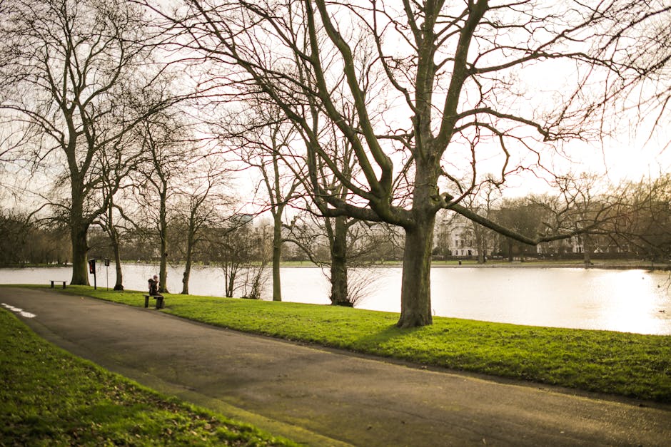 A peaceful lakeside scene in a park during late autumn or early winter, featuring a paved footpath in the foreground that curves gently along the grassy bank. Several leafless trees with textured, dark brown bark and sprawling, intricate branches stretch across the scene, their bare limbs contrasting against the pale, cloudy sky. In the background, a calm body of water extends across the image, with a few small ripples visible on its surface. On the far side of the lake, faint outlines of residential buildings are visible through the thin branches, indicating an urban park setting. To the left, a wooden bench with a person seated on it faces the water, while a few other trees line the edge of the path, their roots partially visible at the grassy base. The overall atmosphere is tranquil, with soft, diffused natural light highlighting the muted tones of the scene. As part of a rubbish removal or on-site clearance, Waste Removal Hammersmith could facilitate the collection of outdoor waste generated during park maintenance or landscaping activities, in keeping with private waste management practices for outdoor environments.